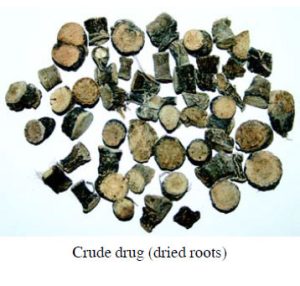 Curculigo orchioides root