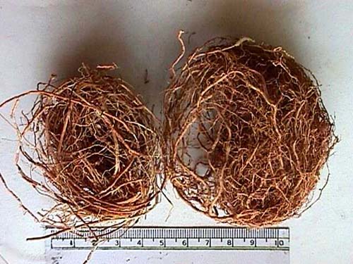 vetiveria ziazaniodes