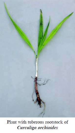 Curculigo orchioides